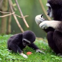 Photographie, prise le 26 octobre 2012 au zoo de Doue La-Fontaine, d'un bébé gibbon né récemment et de sa mère.