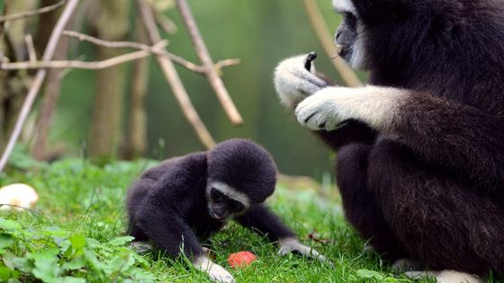 Photographie, prise le 26 octobre 2012 au zoo de Doue La-Fontaine, d'un bébé gibbon né récemment et de sa mère. ©AFP - Alain Jocard