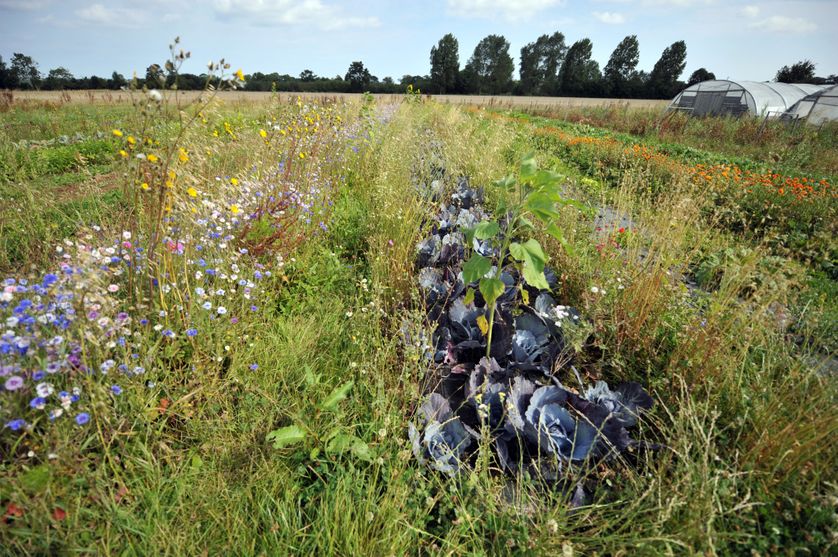 Un plantation de choux rouges biologiques protégés par des fleurs, plantées pour distraire les insectes, le 10 août 2009 à Vaux-sur-Aure, village dans l'ouest de la France