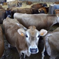 Faut-il encore manger de la viande ?