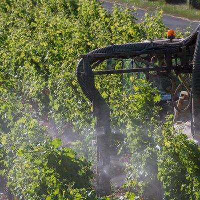 Traitement insecticide de la vigne