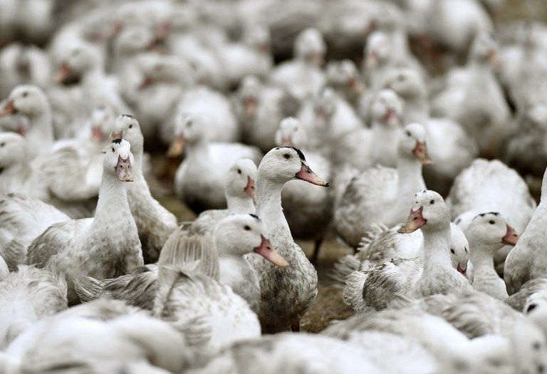 Photo prise le 22 février dernier à Bourriot Bergonce qui montre des canards confinés dans une ferme située à 10km de la zone de grippe.