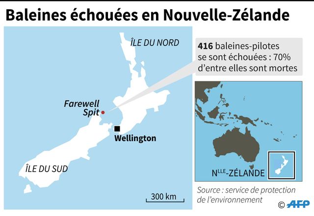 Le lieu d'échouage des baleines en Nouvelle-Zélande