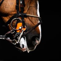 Le hippisme, un sport pratiqué depuis l'Antiquité