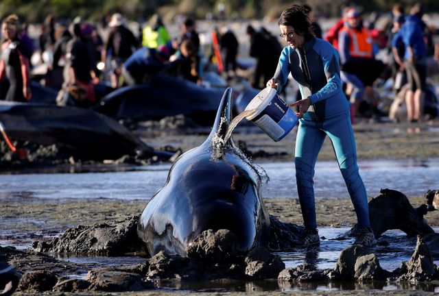 Les volontaires ont essayées de repousser les baleines vers le large