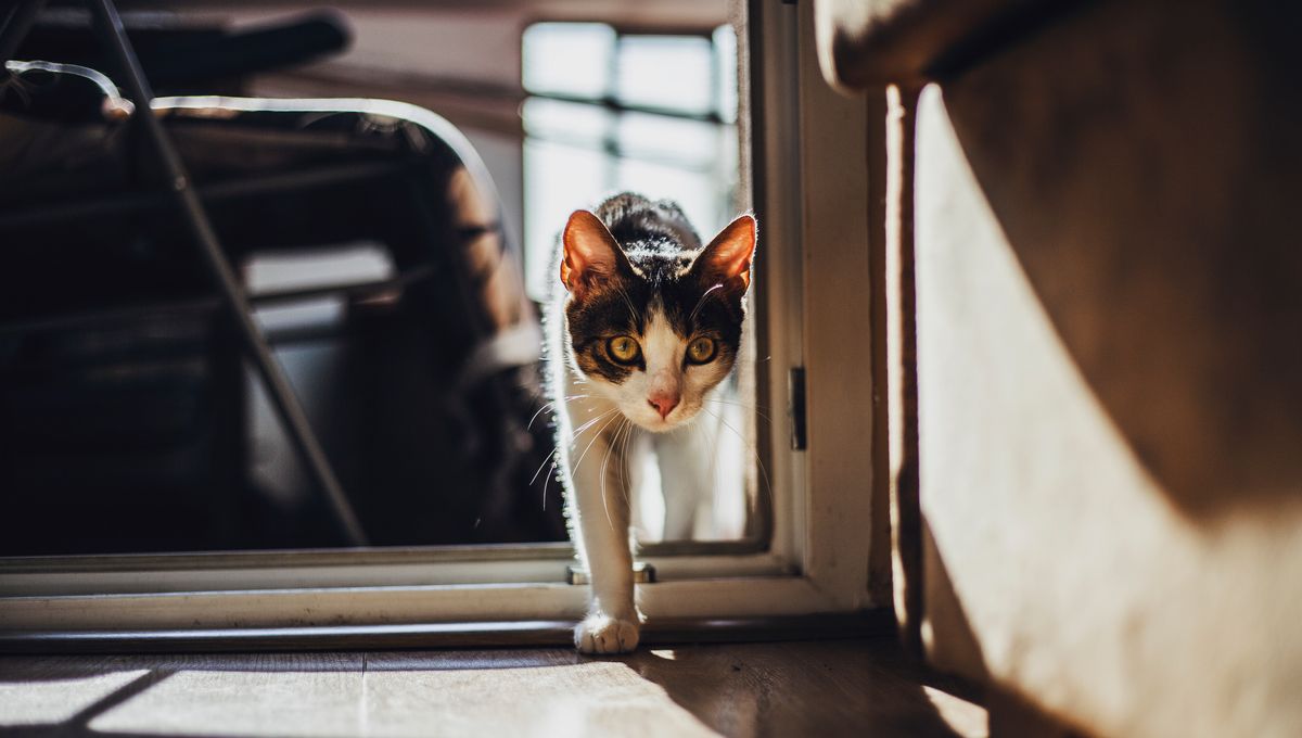 Qui Chasse Les Chats Recolte Les Rats Et La Peste