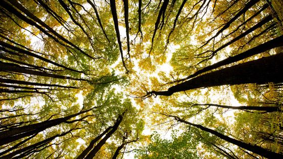 En savoir plus sur les arbres ©AFP - KAREN BLEIER