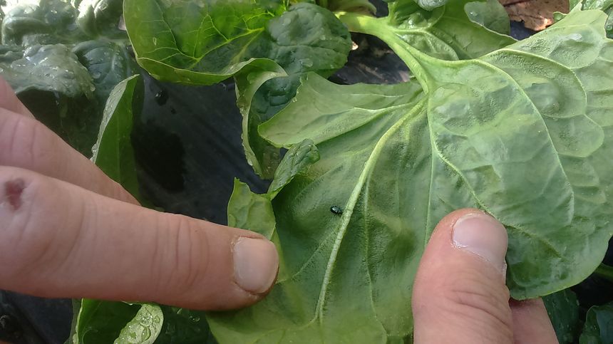 Nos amis les bêtes... Un gros puceron sur une feuille d'épinard. Thomas Jagu en connaît un rayon sur les insectes.