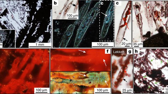 Les nanotubes, que les chercheurs associent à des structures biologiques, indice selon eux avec les filaments d'hématite et les rosettes carbonées d'une vie primitive il y a 3,7 millards d'années - Matthew S. Dodd