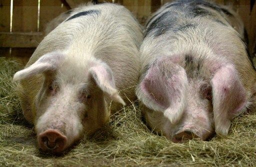 Deux cochons de Bayeux posent, le 04 février 2002, dans l'exploitation d'André Brision, président du syndicat des éleveurs du cochon de Bayeux, au domaine du Houvre, près de Pont-l'Evêque.