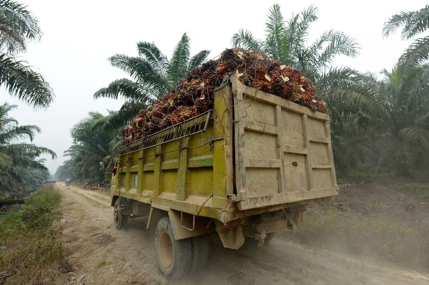 Cette photographie prise le 16 septembre 2015 montre un camion transportant des palmiers à huile dans un plantation à Pelalawan, dans la province indonésienne de Riau à l'est de l'île de Sumatra