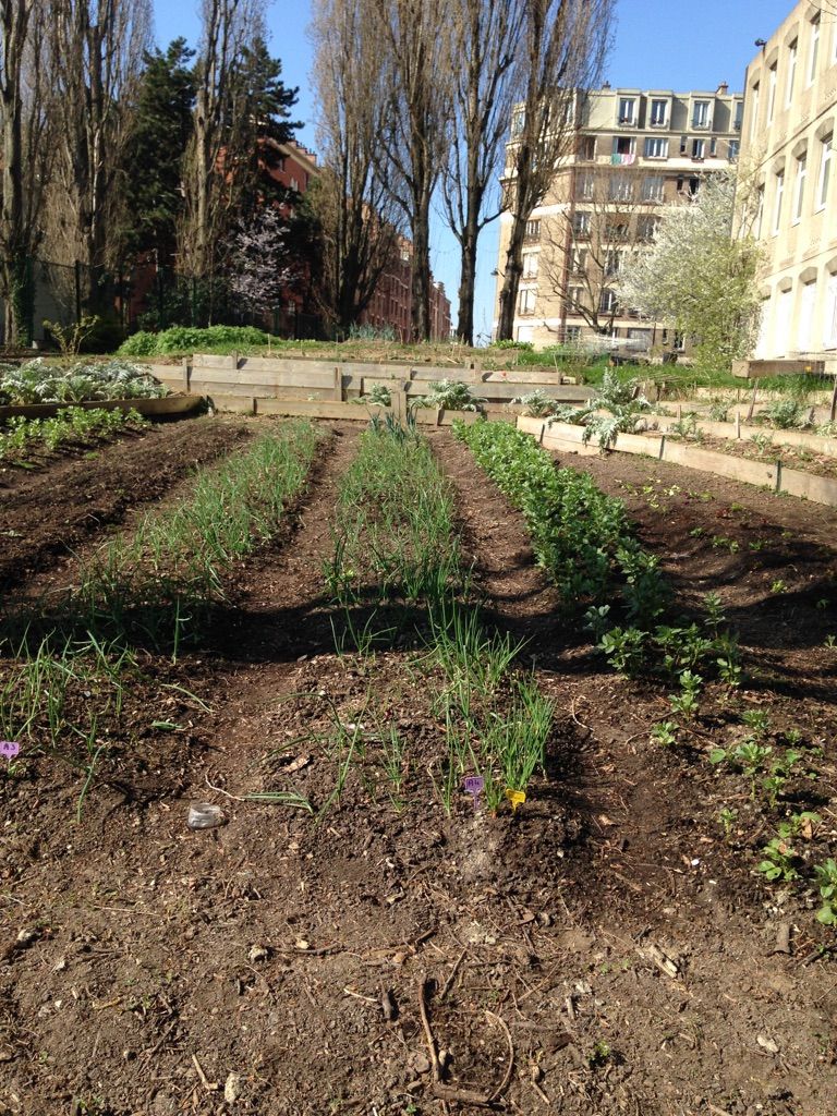 Jardin potager du collège Pierre Mendès-France à Paris (XXème)