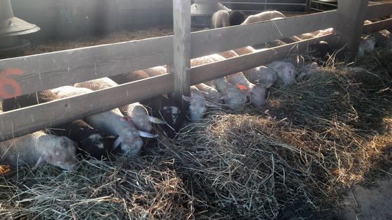 Ferme de la Fournachère, dans le Rhône ©Radio France - Delphine Evenou
