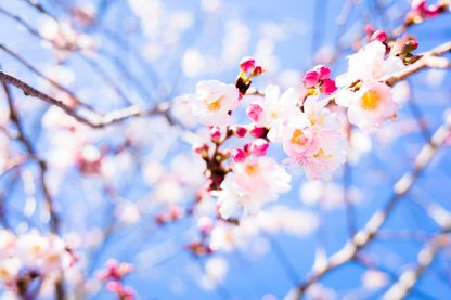 Le printemps est arrivé cette semaine... Le printemps est arrivé cette semaine...