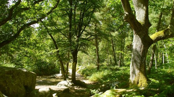 Sentier bordé de fougères - Pierre Hecker
