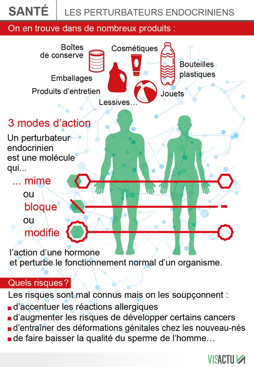 C'est quoi un perturbateur endocrinien ?