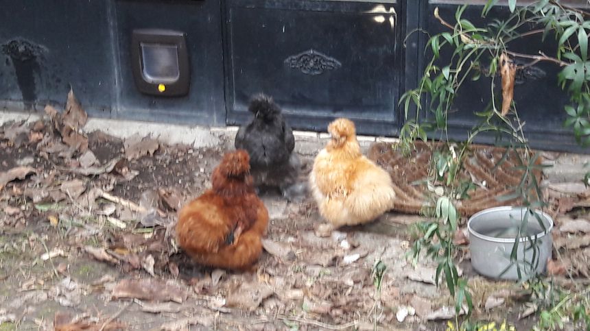 Les poules....lors de l'enregistrement de "Debout les morts"