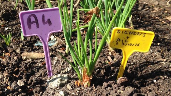 Jardin potager du collège Pierre Mendès-France à Paris (20ème arrdt) ©Radio France - Somany Na