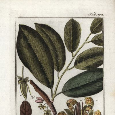 Cacaotier -Theobroma cacao- lithographie extraite de "Afbeelding der Artseny-Gewassen" (herbier des plantes médicinales) de Johannes Zorn, 1796.