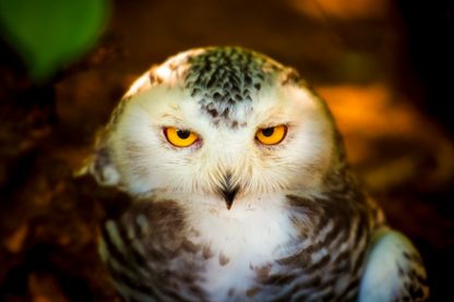 Hibou Hibou