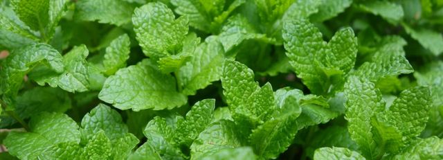 Feuilles de menthe
