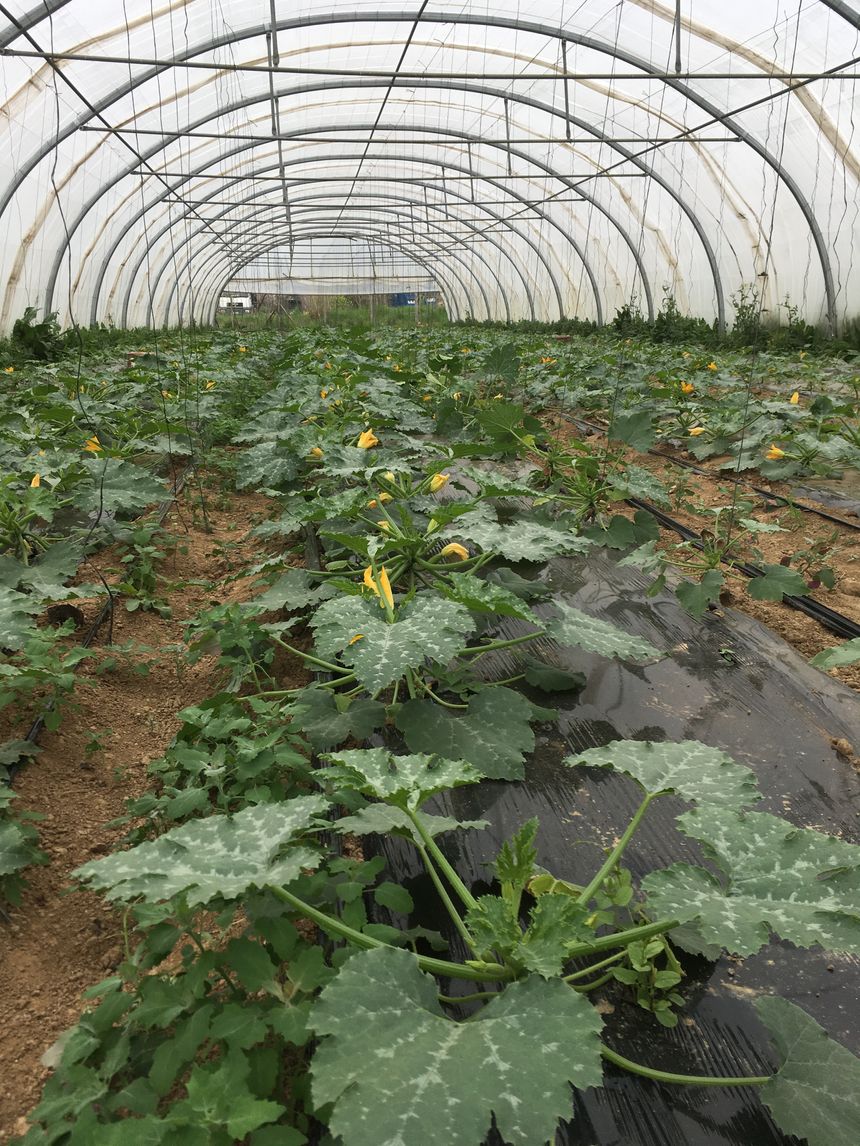 la belle saison des légumes arrive, ils sont dans les starting blocs