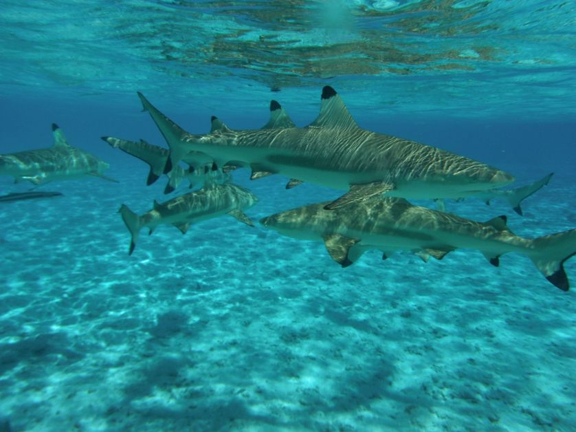 Requins à pointes noires à Bora Bora