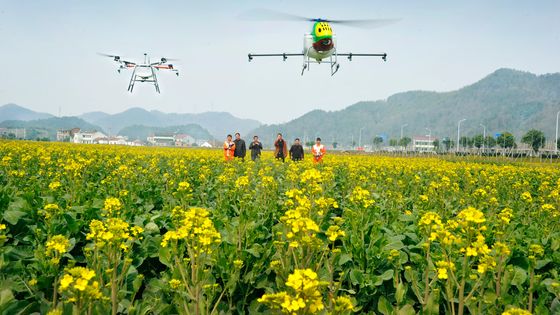Et si on remplaçait les abeilles par des drônes pour polliniser les fleurs ? ©AFP - Xu Dewen