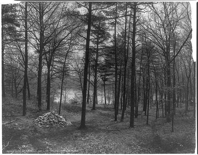 Photographie en noir et blanc de la « baie de Thoreau » (« Thoreau's Cove » en anglais), lieu où l'auteur de Walden édifia sa maisonnette.