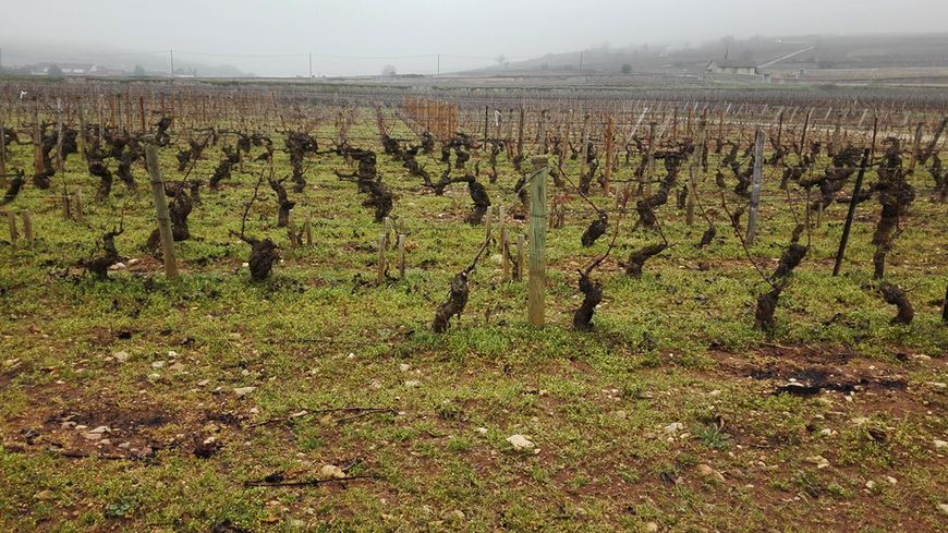 Pieds de vigne à Pommard (Bourgogne)