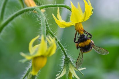 Et si on remplaçait les abeilles par des drônes pour polliniser les fleurs ? Et si on remplaçait les abeilles par des drônes pour polliniser les fleurs ?