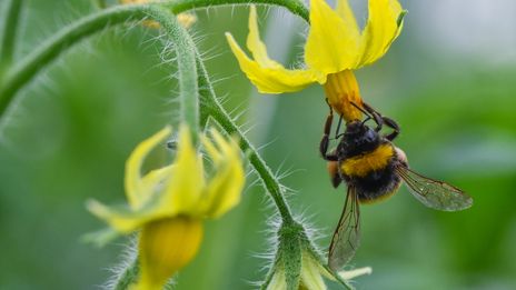 Et si on remplaçait les abeilles par des drônes pour polliniser les fleurs ?