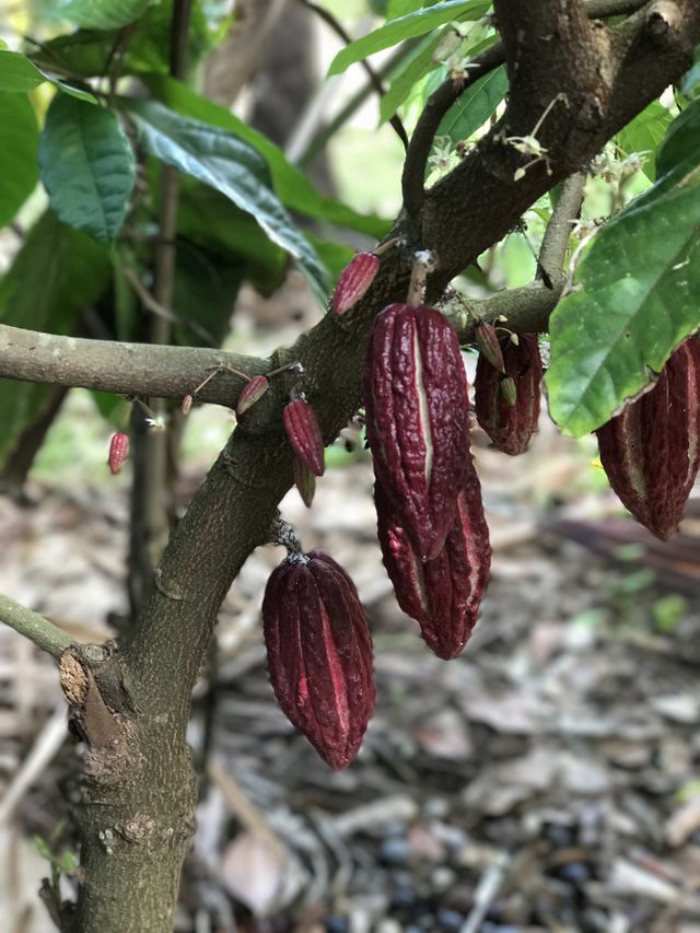 Fèves de cacao
