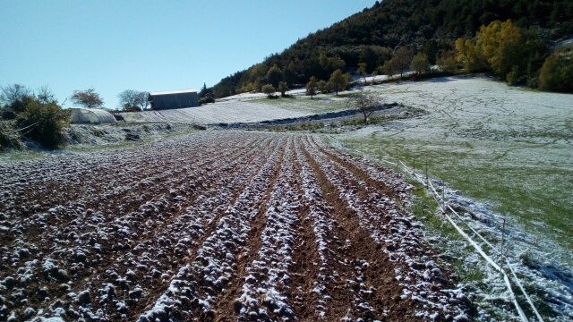 Bien au chaud sous la terre, les pommes de terre ont échappé au gel et aux sangliers dont on cvoit les traces à droite et au fond.