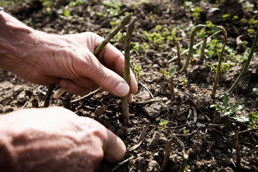 C'est la pleine saison des asperges