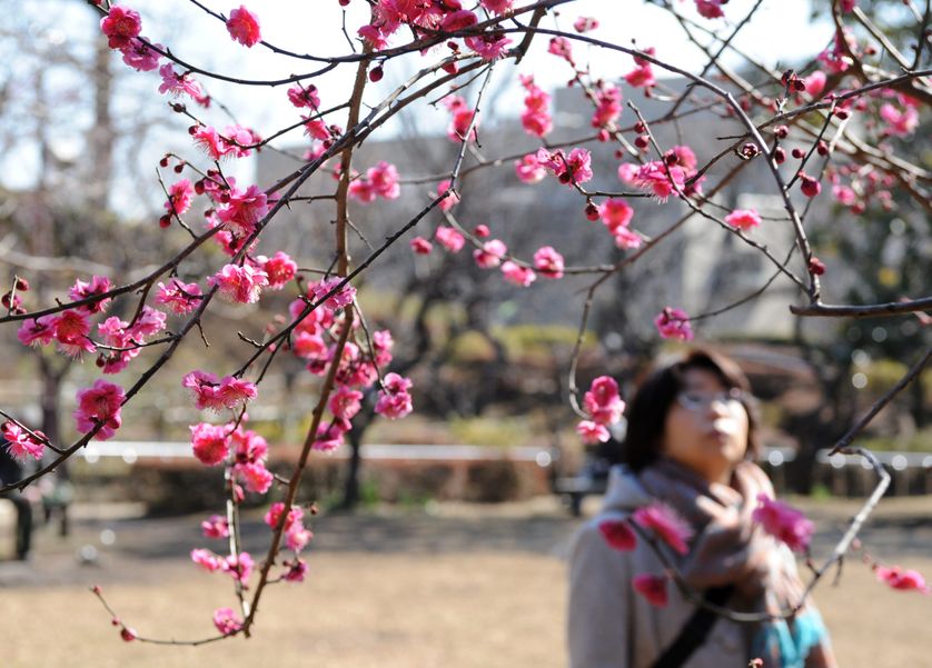 Apricot Blossoms