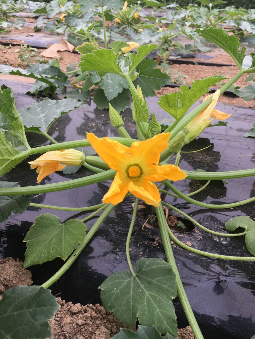 Du champ à votre assiette, passez chez les producteurs !