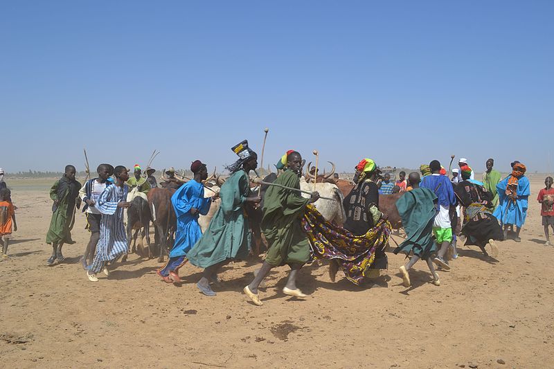 Danse des peuls avec les bœufs encerclés au milieu de la foule au Mali, 14 décembre 2014