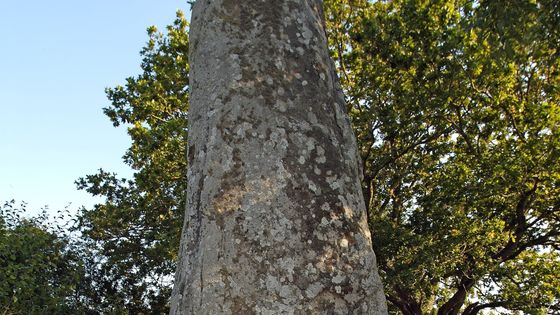 Menhir ©Maxppp - GUILLEN AMAR ET ISABELLE