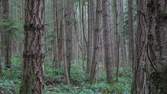A forest on San Juan Island. - Photographed by Tom Harpel
