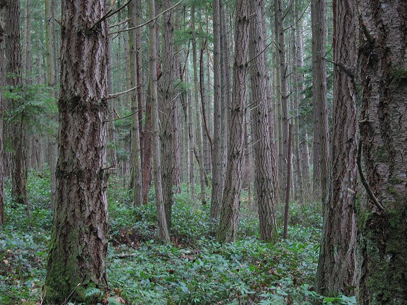 A forest on San Juan Island.