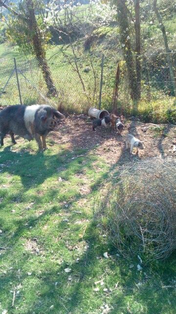 Basque, et cochon préhistorique: mangalitza (cochon laineux adaptées à l'altitude) son élevés à la Basse Cour des Granges