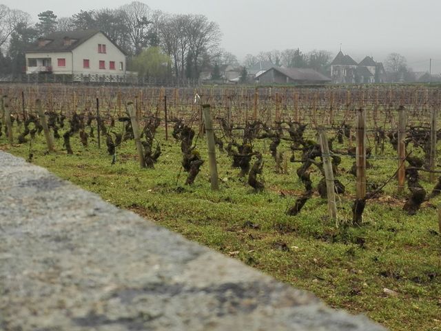 Pieds de vigne à Pommard (Bourgogne)