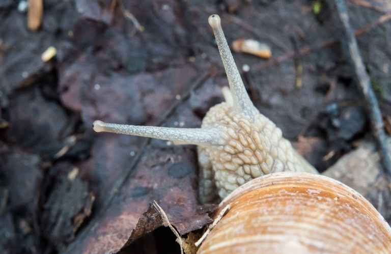 Un escargot