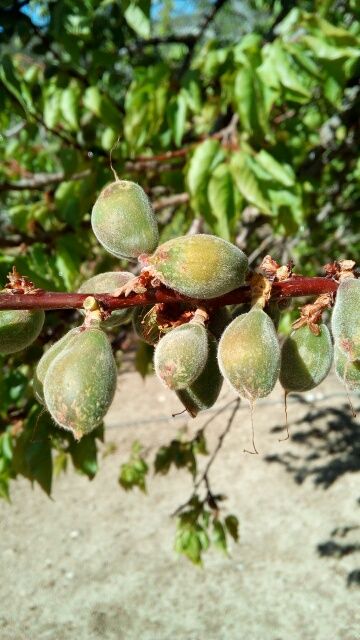 Un coup de froid au mauvais moment, et voila les abricots gelés. il n'y aura pas de production cette année.