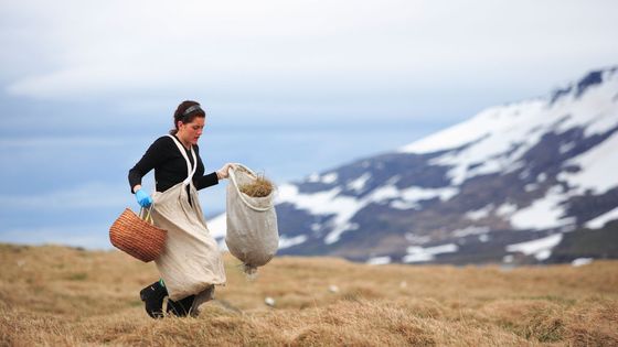 Récolte de duvet en Islande ©AFP - Cyril Ruoso / Biosphoto