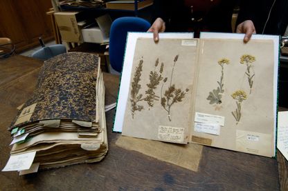 Pages d'un herbier au laboratoire de Phanérogamie du Muséum national d'histoire naturelle à Paris. Pages d'un herbier au laboratoire de Phanérogamie du Muséum national d'histoire naturelle à Paris.