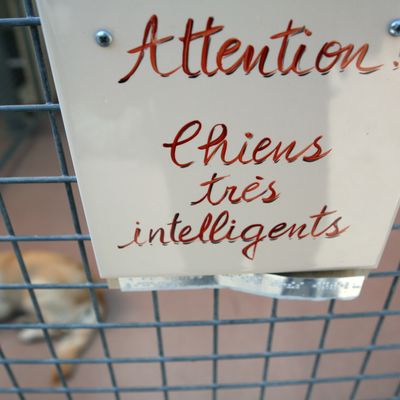 Un chien de guide pour les personnes aveugles