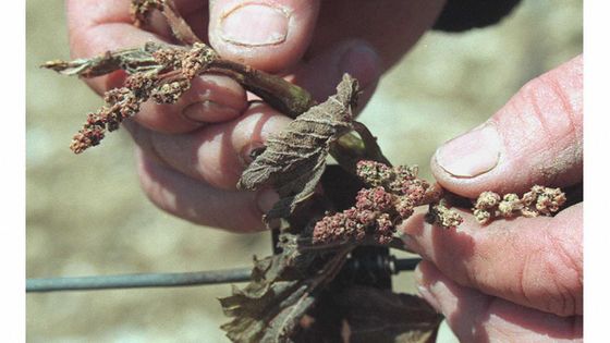 Le gel n'a pas épargné les bourgeons des vignobles de Suze La Rousse dans la Vallée du Rhône ©AFP - Boris Horvat / AFP