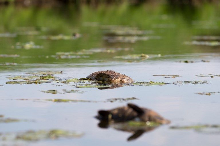 Des poissons morts flottent dans un lac allemand